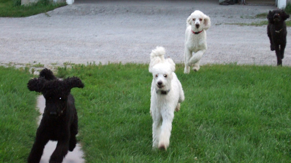 poodles running