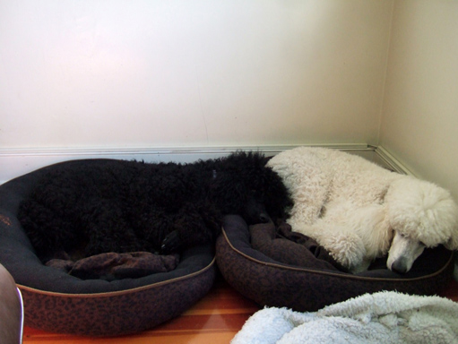 Poodle Puppies Sleeping