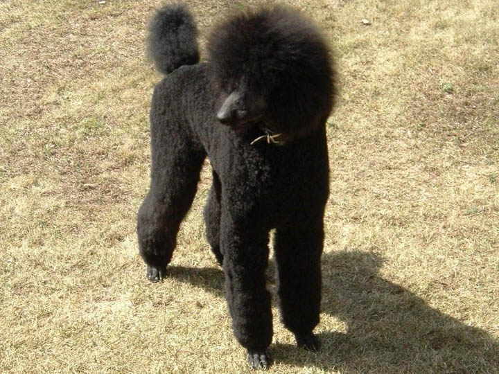 Poodle Samuel