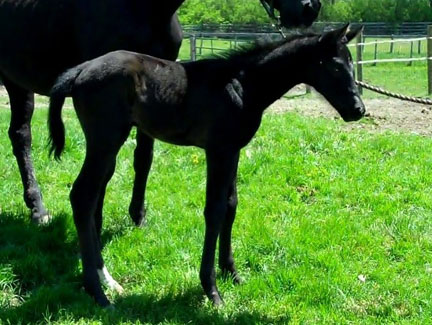 aragon and mom