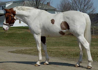 photo of brave