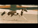 video, cosmo running