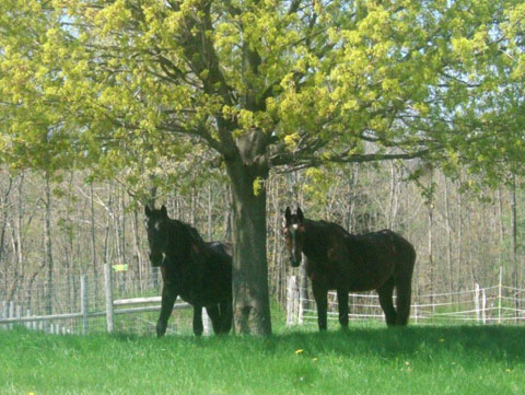 Esna and Akita under a large tree