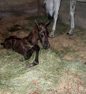 foal 1