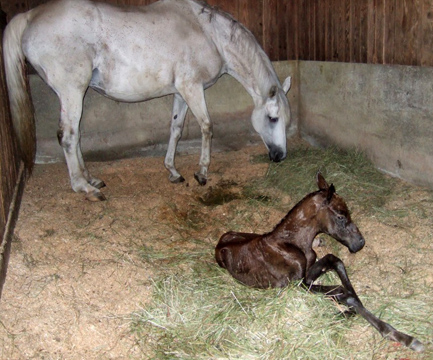 foal2