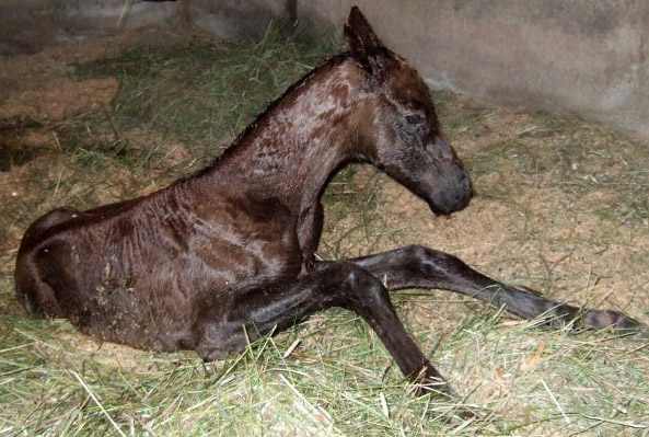 foal 3