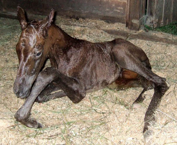 filly teresa
