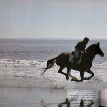 horse on beach