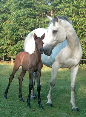 Lord Luciano and groom Pia.