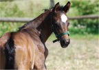 photo of filly savannah