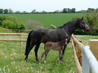 Mare and filly in pasture.